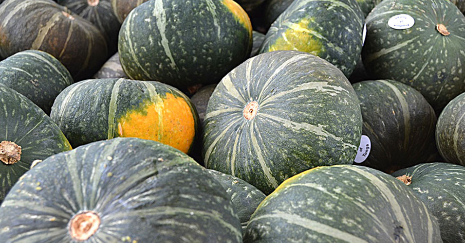 First shipment of Tongan Squash goes to China Matangi Tonga