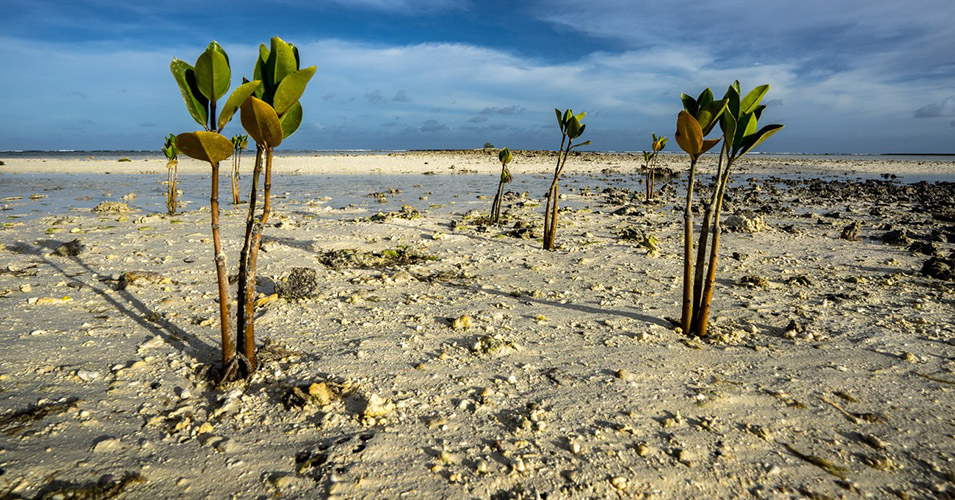 mangroves