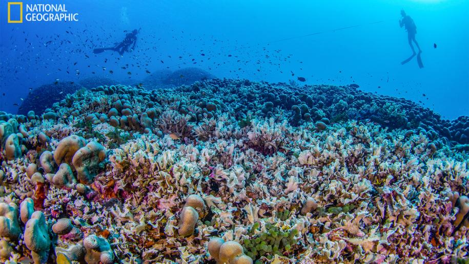 New discovery: largest coral in the world found in the Solomon Island